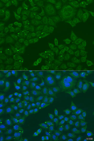 Immunofluorescence - B3GALNT1 Polyclonal Antibody 