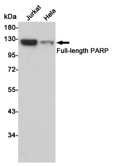 Western blot analysis of PARP expression in Jurkat and Hela cell lysates using PARP antibody at 1/1000 dilution.Predicted band size:113KDa.Observed band size:113KDa.