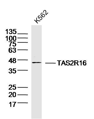 Fig1: Sample: K562 cell (human) Lysate at 40 ug; Primary: Anti- TAS2R16 at 1/300 dilution; Secondary: IRDye800CW Goat Anti-Rabbit IgG at 1/20000 dilution; Predicted band size: 34kD; Observed band size: 44 kD