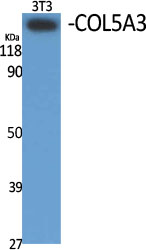 Fig1:; Western Blot analysis of various cells using COL5A3 Polyclonal Antibody