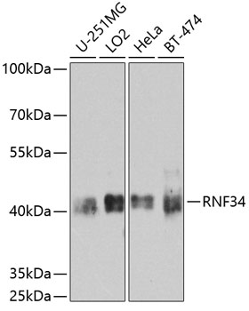 Western blot - RNF34 Polyclonal Antibody 