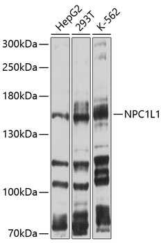 Western blot - NPC1L1 Polyclonal Antibody 