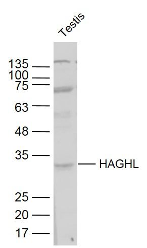 Fig2: Sample:; Testis(Mouse) Lysate at 40 ug; Primary: Anti- HAGHL at 1/300 dilution; Secondary: IRDye800CW Goat Anti-Rabbit IgG at 1/20000 dilution; Predicted band size: 32 kD; Observed band size: 32 kD