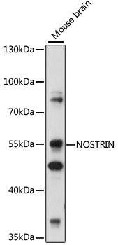 Western blot - NOSTRIN Polyclonal Antibody 