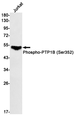 Western blot detection of Phospho-PTP1B (Ser352) in Jurkat cell lysates using Phospho-PTP1B (Ser352) Rabbit mAb(1:1000 diluted).Predicted band size:50kDa.Observed band size:50kDa.