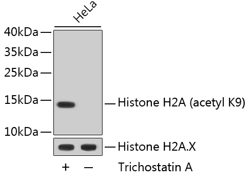 Western blot - Acetyl-Histone H2A-K9 mAb 