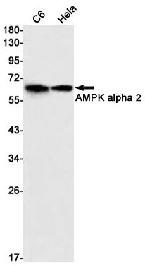 Western blot detection of AMPK alpha 2 in C6,Hela cell lysates using AMPK alpha 2 Rabbit mAb(1:1000 diluted).Predicted band size:62kDa.Observed band size:62kDa.