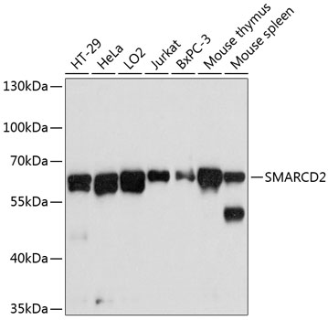 Western blot - SMARCD2 Polyclonal Antibody 