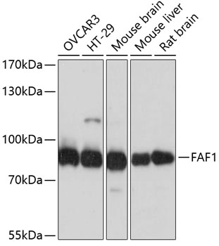 Western blot - FAF1 Polyclonal Antibody 