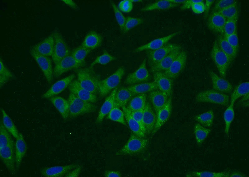 Immunofluorescent analysis of HepG2 cells using Catalog No:116376(TTC1 Antibody) at dilution of 1:25 and Alexa Fluor 488-congugated AffiniPure Goat Anti-Rabbit IgG(H+L)