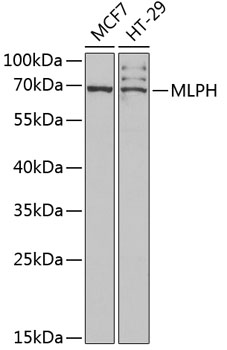 Western blot - MLPH Polyclonal Antibody 