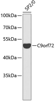 Western blot - C9orf72 Polyclonal Antibody 