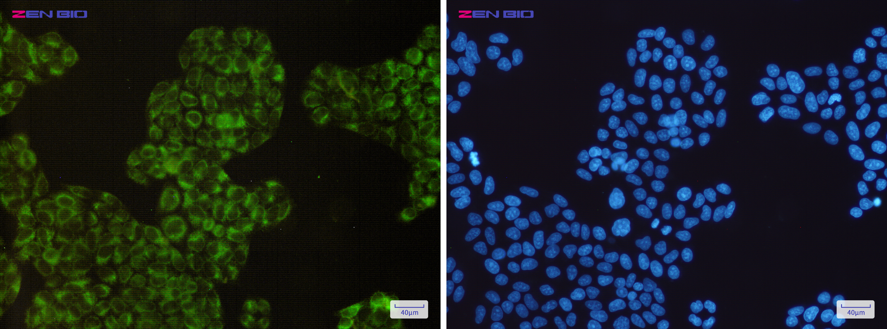 Immunocytochemistry of COX1/Cyclooxygenase 1(green) in Hela cells using COX1/Cyclooxygenase 1 Rabbit mAb at dilution 1/200, and DAPI(blue)