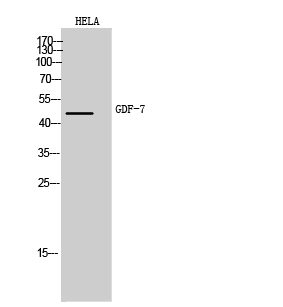 Fig1:; Western Blot analysis of Hela cells using GDF-7 Polyclonal Antibody. Antibody was diluted at 1:1000. Secondary antibody（catalog#：HA1001) was diluted at 1:20000