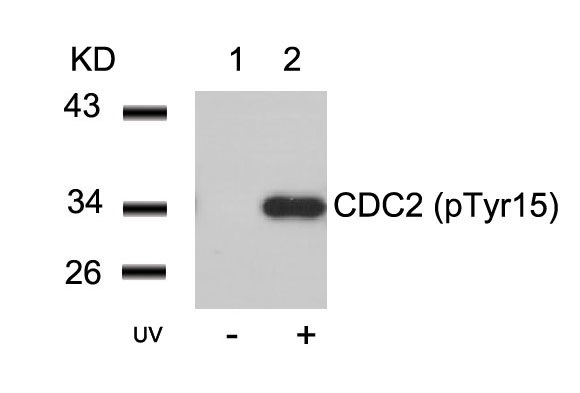 Western blot analysis of extracts from Hela cells untreated (lane 1) or treated with UV (lane 2) using CDC2 (Phospho-Tyr15) Antibody .