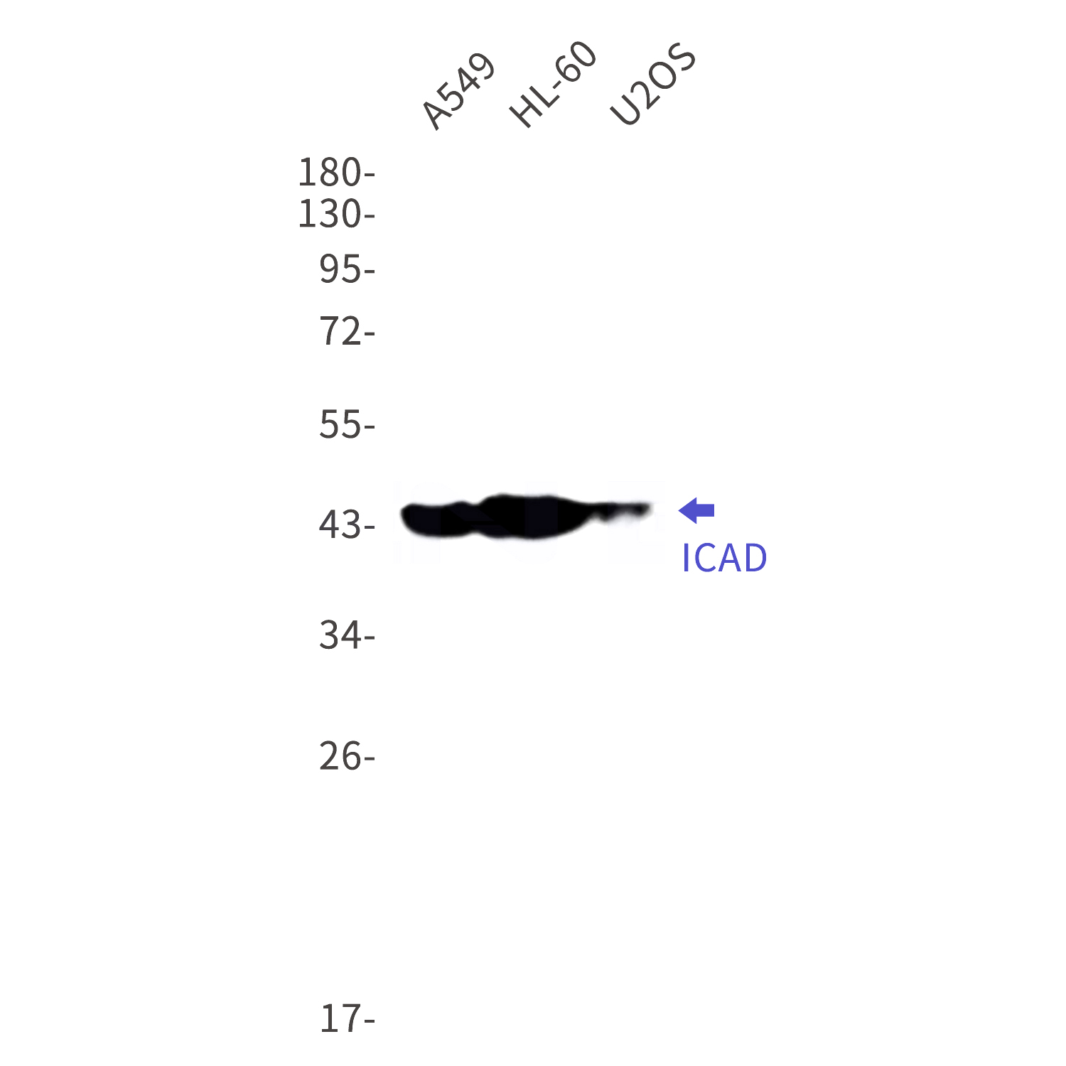 Western blot detection of ICAD in A549,HL-60,U2OS cell lysates using ICAD Rabbit mAb(1:1000 diluted).Predicted band size:37kDa.Observed band size:45kDa.