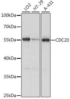 Western blot - CDC20 Polyclonal Antibody 