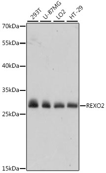 Western blot - REXO2 Polyclonal Antibody 