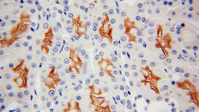 Immunohistochemical of paraffin-embedded human kidney using Catalog No:115376(SLC3A1 antibody) at dilution of 1:100 (under 40x lens)