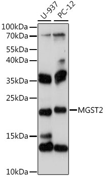 Western blot - MGST2 Polyclonal Antibody 