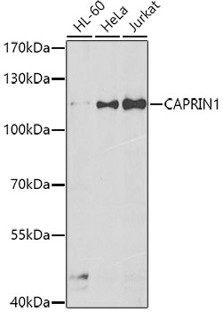 Western blot - CAPRIN1 Polyclonal Antibody 
