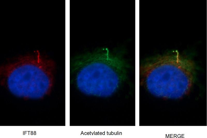 Immunofluorescent images of MDCK cells stained with IFT88 rabbit pAb (Catalog No:111674) and acetylated tubulin mouse mAb (Catalog No:107557) at dilution of 1:50, further stained with Alexa Fluor 594-congugated AffiniPure Goat Anti-Rabbit IgG(H+L) for Catalog No:111674, and Alexa Fluor 488-congugated AffiniPure Goat anti-Mouse IgG(H+L) for Catalog No:107557.