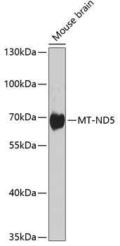Western blot - MT-ND5 Polyclonal Antibody 