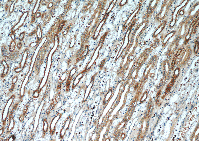 Immunohistochemical of paraffin-embedded human kidney using Catalog No:116731(VDAC2 antibody) at dilution of 1:50 (under 10x lens)