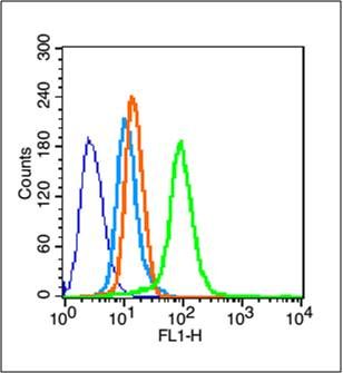 Fig2: Blank control (blue line): Hela (fixed with 70% methanol (Overnight at -20℃) and then permeabilized with ice-cold 90% methanol for 30 min on ice).; Primary Antibody (green line): Rabbit Anti-EP4 antibody ,Dilution: 1μg /10^6 cells;; Isotype Control Antibody (orange line): Rabbit IgG .; Secondary Antibody (white blue line): Goat anti-rabbit IgG-FITC,Dilution: 1μg /test.