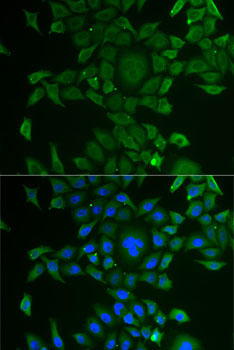 Immunofluorescence - CCBL1 Polyclonal Antibody 