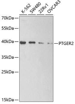 Western blot - PTGER2 Polyclonal Antibody 