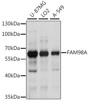 Western blot - FAM98A Polyclonal Antibody 