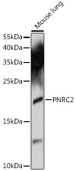 Western blot - PNRC2 Polyclonal Antibody 