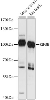 Western blot - KIF3B Polyclonal Antibody 