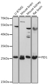 Western blot - PID1 Polyclonal Antibody 