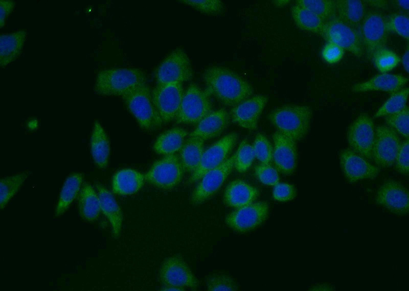 Immunofluorescent analysis of MCF-7 cells using Catalog No:110176(EIF1AY Antibody) at dilution of 1:50 and Alexa Fluor 488-congugated AffiniPure Goat Anti-Rabbit IgG(H+L)