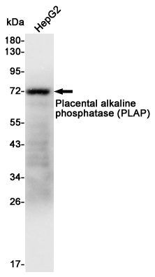 Western blot analysis of extracts from HepG2 cell lysates using Placental alkaline phosphatase (PLAP) mouse mAb (1:1000 diluted).Predicted band size:70KDa.Observed band size:70KDa.