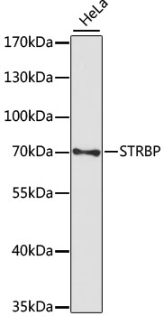 Western blot - STRBP Polyclonal Antibody 