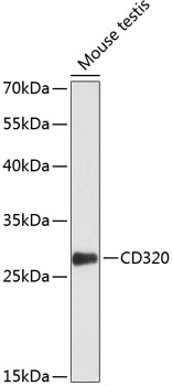 Western blot - CD320 Polyclonal Antibody 