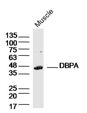 Fig1: Sample: Muscle (Mouse)Lysate at 40 ug; Primary: Anti-DBPA at 1/300 dilution; Secondary: IRDye800CW Goat Anti-RabbitIgG at 1/20000 dilution; Predicted band size: 40kD; Observed band size:40kD