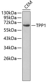 Western blot - TPP1 Polyclonal Antibody 