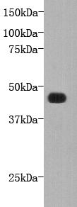 Fig1: Western blot analysis on recombinant FAT4 using anti-FAT4 polyclonal antibody.