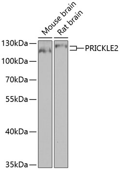 Western blot - PRICKLE2 Polyclonal Antibody 