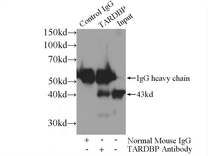 IP Result of anti-TDP-43 (IP:Catalog No:107618, 5ug; Detection:Catalog No:107618 1:1000) with K-562 cells lysate 1720ug.