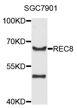 Western blot - REC8 Polyclonal Antibody 