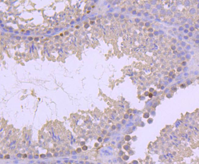Fig6:; Immunohistochemical analysis of paraffin-embedded mouse testis tissue using anti-Histone H2B(mono methyl R79) antibody. Counter stained with hematoxylin.