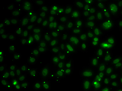 Immunofluorescence - NSL1 Polyclonal Antibody 