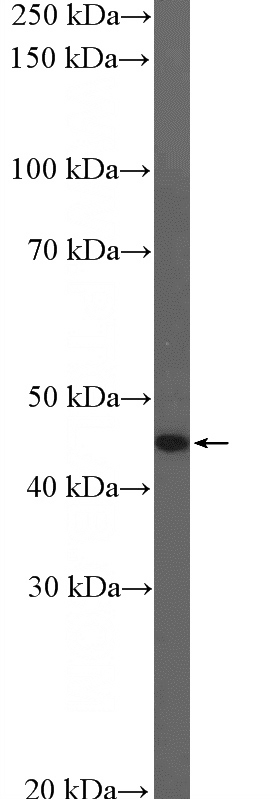 HepG2 cells were subjected to SDS PAGE followed by western blot with Catalog No:110908(GCM1 Antibody) at dilution of 1:300