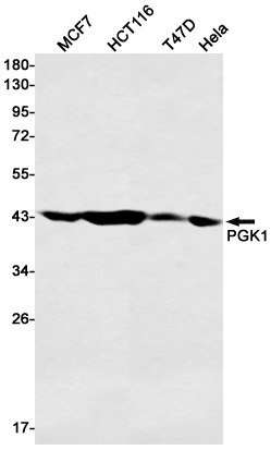 Western blot detection of PGK1 in MCF7,HCT116,T47D,Hela cell lysates using PGK1 Rabbit pAb(1:1000 diluted).Predicted band size:45kDa.Observed band size:45kDa.