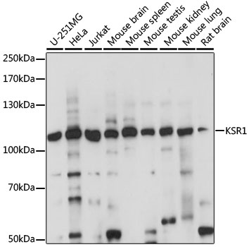 Western blot - KSR1 Polyclonal Antibody 